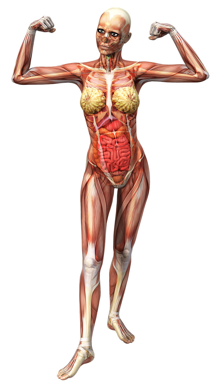 Anatomie Frau